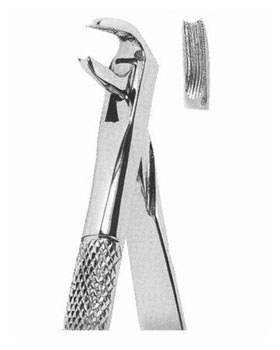 <span>Lower Canines</span>
