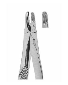 <span>Upper Canines</span>
