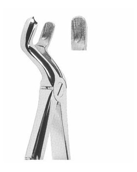 <span>Upper Third Molars Right </span>