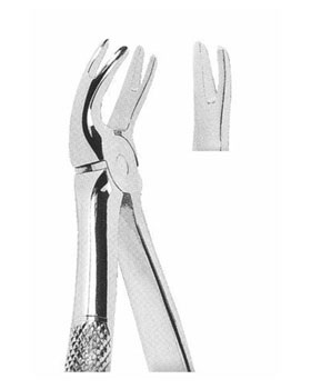<span>Upper Teeth Premolars</span>