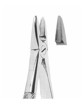 <span>Upper Incisors And Canines</span>