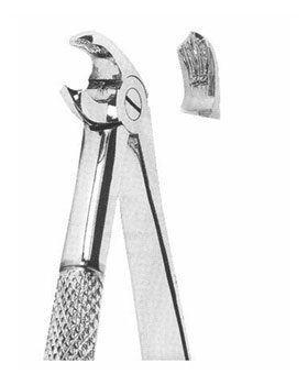 <span>Lower Molars </span>