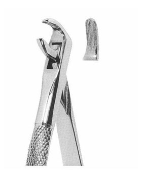 <span>Lower Canines And Premolars</span>