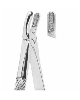 <span>Upper Molars </span>