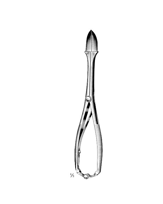 <span>Naegele</span>