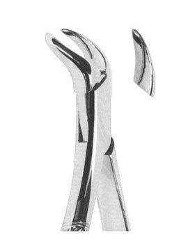 <span>Lower Molars </span>
