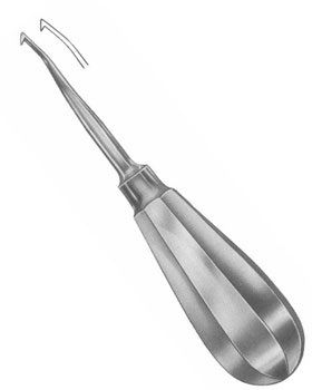 Apical