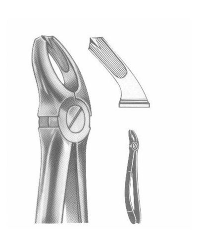 Upper Molars