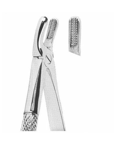 Upper Molars 