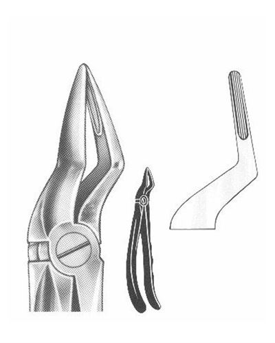 Upper Roots