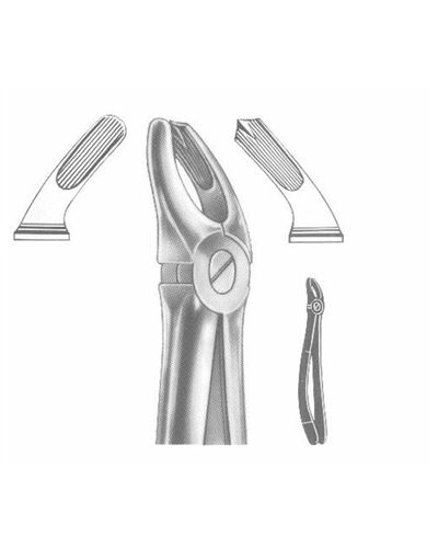 Upper Molars Right