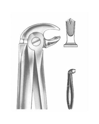 Lower Molars