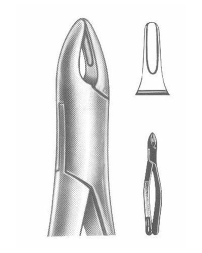 Upper Roots Anterior